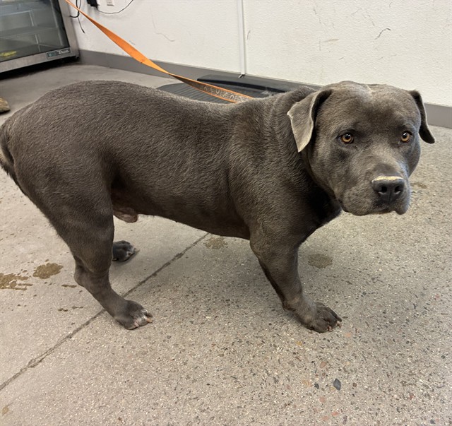 Shelter Stray Male Dog last seen DOBSON RD AND CHAPARRAL RD, 1920 S Lewis, Mesa, AZ 85210, USA