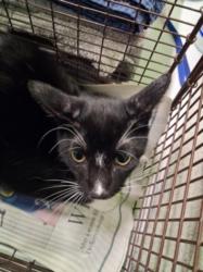 Shelter Stray Male Cat last seen , 1850 W 60th St, Los Angeles, CA 90047, USA