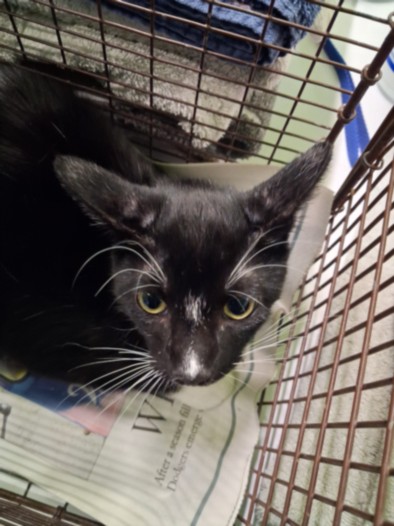 Shelter Stray Male Cat last seen , 1850 W 60th St, Los Angeles, CA 90047, USA