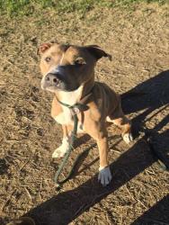 Shelter Stray Female Dog last seen 4TH & GAULBERT, 3528 Newburg Rd, Louisville, KY 40218, USA