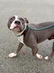 Shelter Stray Male Dog last seen Near BLOCK S. THIRD ST, 3528 Newburg Rd, Louisville, KY 40218, USA