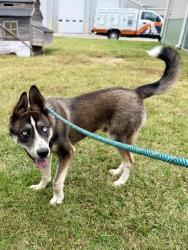 Shelter Stray Male Dog last seen Near BLOCK SUNSET DRIVE, 3528 Newburg Rd, Louisville, KY 40218, USA