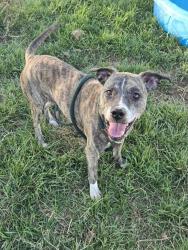 Shelter Stray Female Dog last seen Near BLOCK CAVEN AVE, 3528 Newburg Rd, Louisville, KY 40218, USA