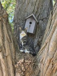 Found/Stray Male Cat last seen Timothy Lane, Levittown, PA 19054