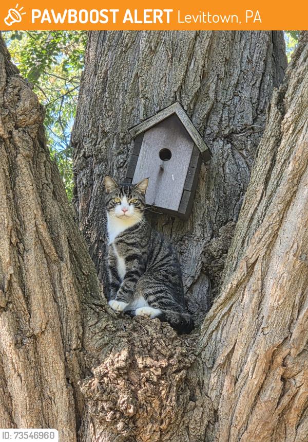 Found/Stray Male Cat last seen Timothy Lane, Levittown, PA 19054