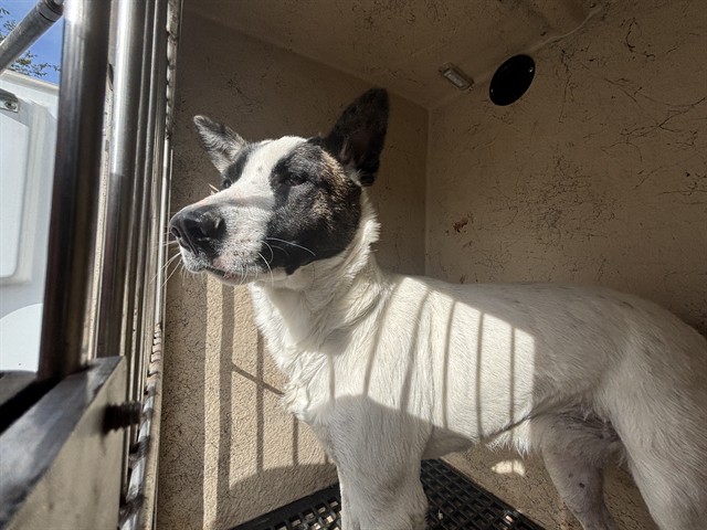 Shelter Stray Female Dog last seen Near BLOCK PETTEE AVE, OKLAHOMA CITY OK 73108, 2811 SE 29th St, Oklahoma City, OK 73129, USA