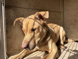 Shelter Stray Male Dog last seen Near BLOCK PETTEE AVE, OKLAHOMA CITY OK 73108, 2811 SE 29th St, Oklahoma City, OK 73129, USA