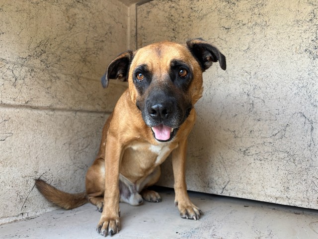 Shelter Stray Male Dog last seen Near BLOCK SW 60TH ST, 2811 SE 29th St, Oklahoma City, OK 73129, USA