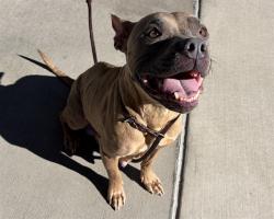 Shelter Stray Female Dog last seen Near BLOCK W 35TH AVE, DENVER CO 80211, 1241 W Bayaud Ave, Denver, CO 80223, USA