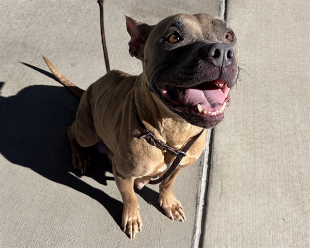 Shelter Stray Female Dog last seen Near BLOCK W 35TH AVE, DENVER CO 80211, 1241 W Bayaud Ave, Denver, CO 80223, USA