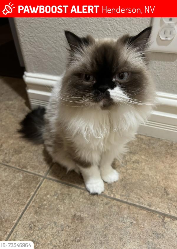 Lost Female Cat last seen Gallebrate /alfena, Henderson, NV 89044