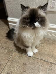 Lost Female Cat last seen Gallebrate /alfena, Henderson, NV 89044