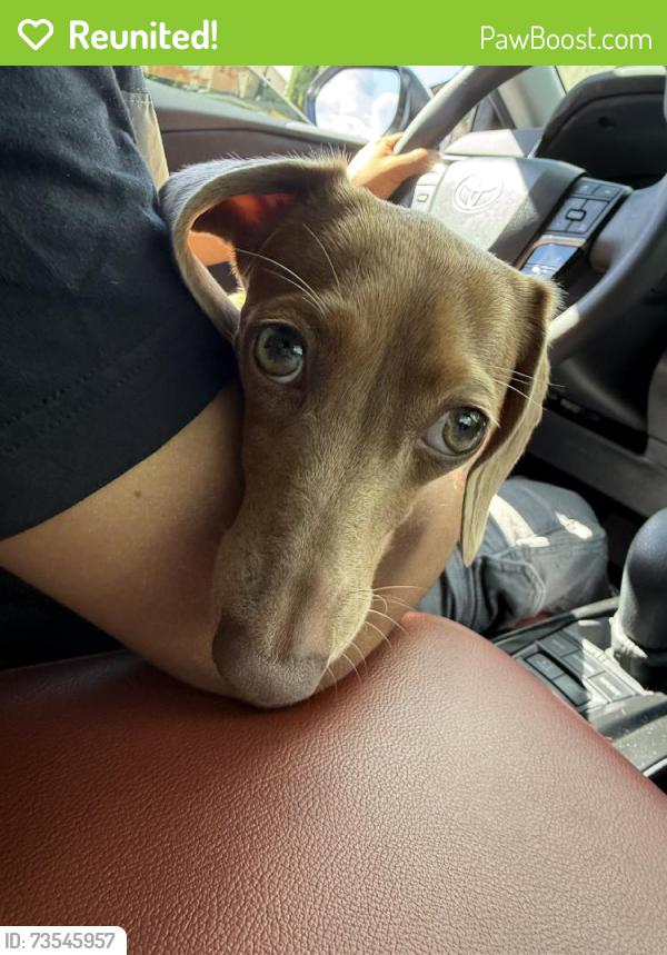 Reunited Female Dog last seen Near Wedgeworth Dr, Hacienda Heights, CA 91745, USA, La Puente, CA 91745