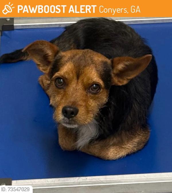 Found/Stray Unknown Dog last seen Located at Rockdale County Animal Service, 1506 Rockbridge Road, Conyers, GA 30012, Conyers, GA 30012
