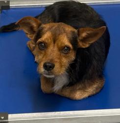 Found/Stray Unknown Dog last seen Located at Rockdale County Animal Service, 1506 Rockbridge Road, Conyers, GA 30012, Conyers, GA 30012