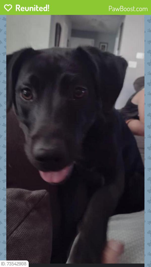 Reunited Female Dog last seen Cumberland road elementary Fishers Indiana, Fishers, IN 46038