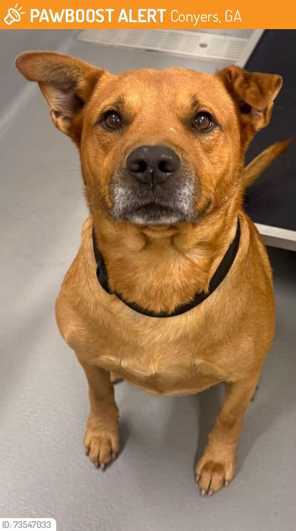 Found/Stray Unknown Dog last seen Located at Rockdale County Animal Service, 1506 Rockbridge Road, Conyers, GA 30012, Conyers, GA 30012
