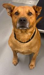 Found/Stray Unknown Dog last seen Located at Rockdale County Animal Service, 1506 Rockbridge Road, Conyers, GA 30012, Conyers, GA 30012