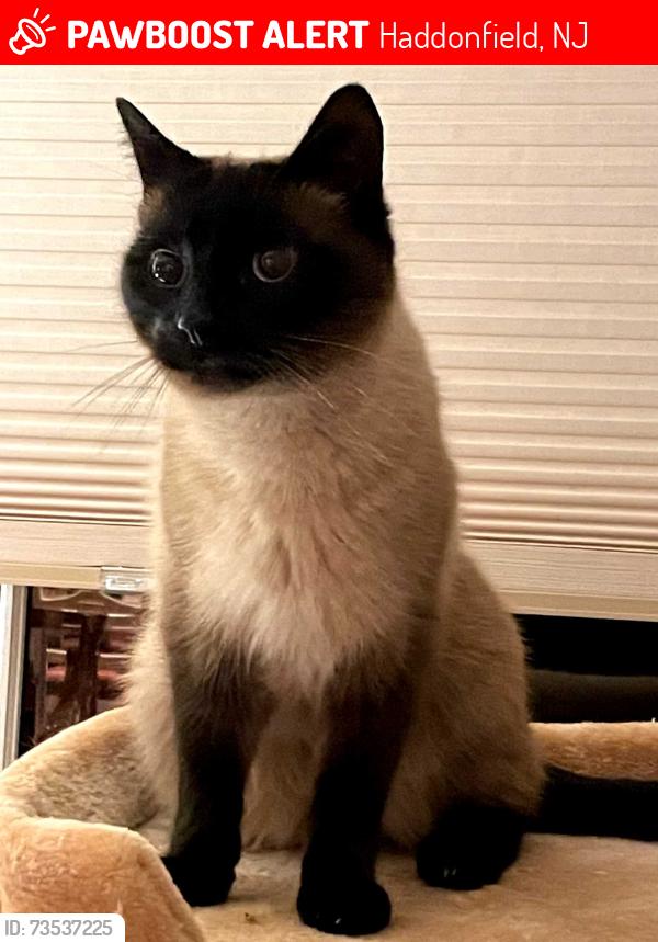 Lost Male Cat last seen Station Avenue, Haddonfield NJ. and Hinchman Avenue, Haddonfield NJ, Haddonfield, NJ 08033