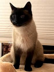 Lost Male Cat last seen Station Avenue, Haddonfield NJ. and Hinchman Avenue, Haddonfield NJ, Haddonfield, NJ 08033