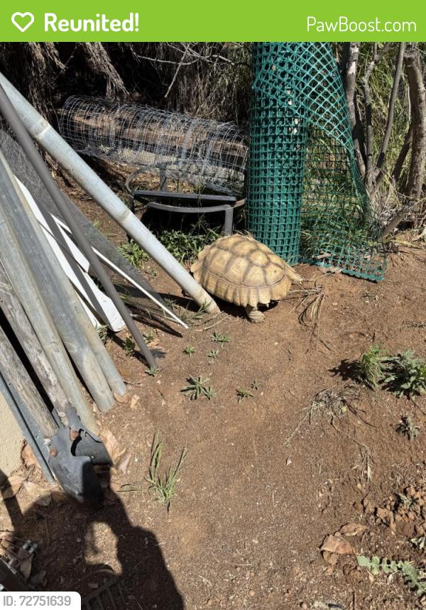 Reunited Female Reptile last seen Might of gone through the back alley way between tyrolite and Whitney drive, Riverside, CA 92509