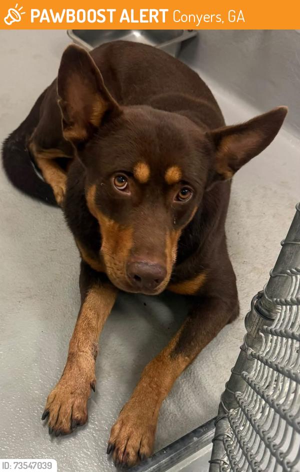 Found/Stray Unknown Dog last seen Located at Rockdale County Animal Service, 1506 Rockbridge Road, Conyers, GA 30012, Conyers, GA 30012