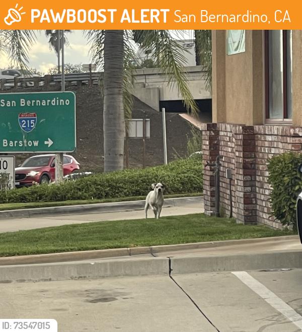 Found/Stray Unknown Dog last seen The subway and arco off the exit for little league drive. Before the popeyes and jack in the box, San Bernardino, CA 92407