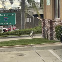 Found/Stray Unknown Dog last seen The subway and arco off the exit for little league drive. Before the popeyes and jack in the box, San Bernardino, CA 92407
