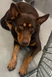 Found/Stray Unknown Dog last seen Located at Rockdale County Animal Service, 1506 Rockbridge Road, Conyers, GA 30012, Conyers, GA 30012