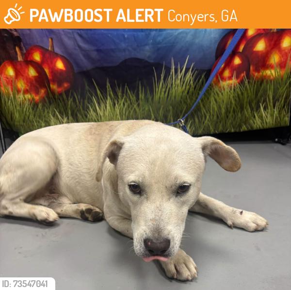 Found/Stray Unknown Dog last seen Located at Rockdale County Animal Service, 1506 Rockbridge Road, Conyers, GA 30012, Conyers, GA 30012