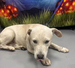Found/Stray Unknown Dog last seen Located at Rockdale County Animal Service, 1506 Rockbridge Road, Conyers, GA 30012, Conyers, GA 30012