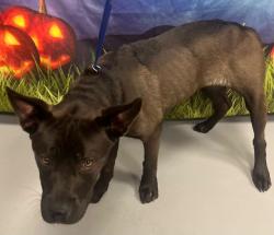 Found/Stray Unknown Dog last seen Located at Rockdale County Animal Service, 1506 Rockbridge Road, Conyers, GA 30012, Conyers, GA 30012