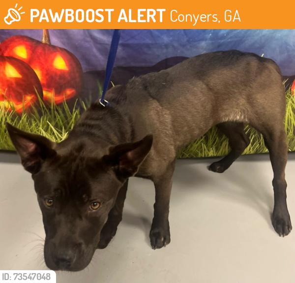 Found/Stray Unknown Dog last seen Located at Rockdale County Animal Service, 1506 Rockbridge Road, Conyers, GA 30012, Conyers, GA 30012