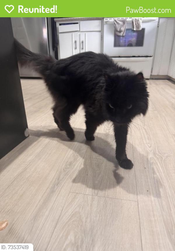 Reunited Unknown Cat last seen 218th st, Maple Ridge, Maple Ridge, BC 