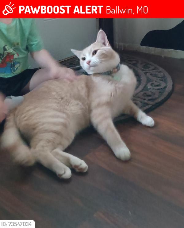 Lost Male Cat last seen Saint Lawrence Drive and Chamberlain, Ballwin, MO 63021