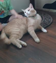Lost Male Cat last seen Saint Lawrence Drive and Chamberlain, Ballwin, MO 63021