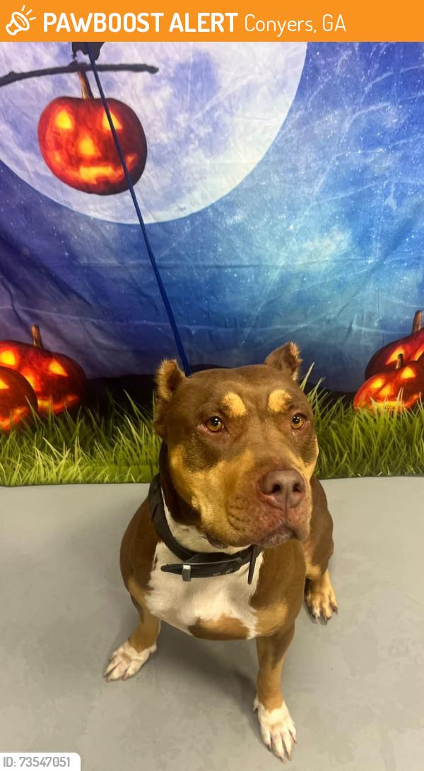 Found/Stray Unknown Dog last seen Located at Rockdale County Animal Service, 1506 Rockbridge Road, Conyers, GA 30012, Conyers, GA 30012