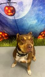 Found/Stray Unknown Dog last seen Located at Rockdale County Animal Service, 1506 Rockbridge Road, Conyers, GA 30012, Conyers, GA 30012
