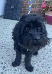 Found/Stray Male Dog last seen Cambridge Court Clifton, Clifton, NJ 07014