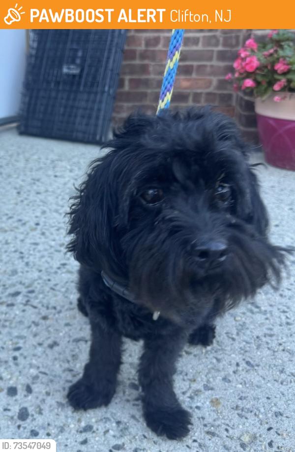Found/Stray Male Dog last seen Cambridge Court Clifton, Clifton, NJ 07014