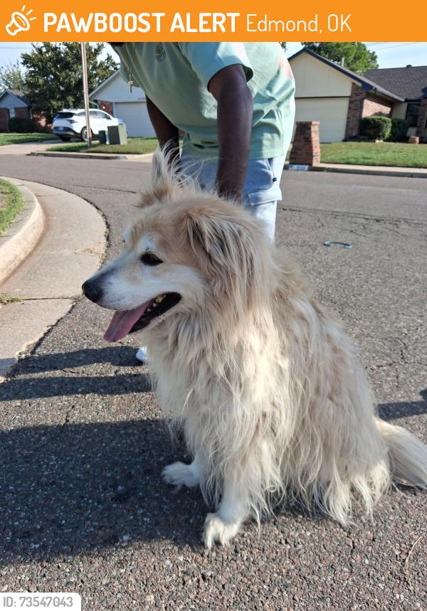 Found/Stray Female Dog last seen 15th & Greenfield Dr, Edmond, OK 73012