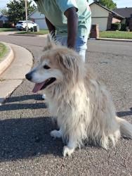 Found/Stray Female Dog last seen 15th & Greenfield Dr, Edmond, OK 73012