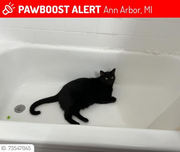 Lost Male Cat last seen Near Ranchero Drive, Ann Arbor, MI 48108