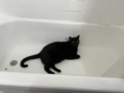 Lost Male Cat last seen Near Ranchero Drive, Ann Arbor, MI 48108