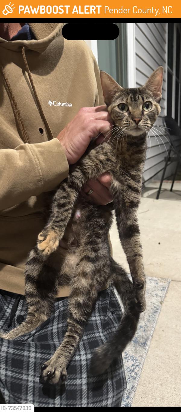 Found/Stray Unknown Cat last seen Sloop Loop/Kiwanis Park (Greenway Planation), Pender County, NC 28443