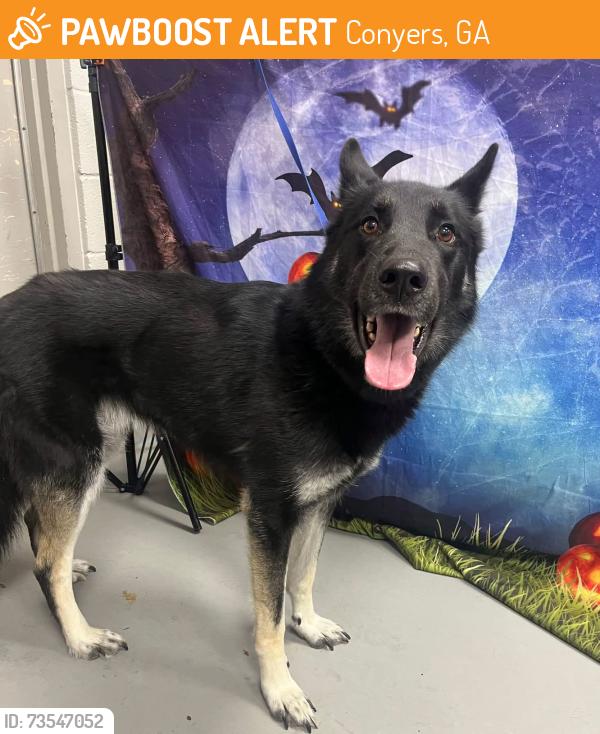 Found/Stray Unknown Dog last seen Located at Rockdale County Animal Service, 1506 Rockbridge Road, Conyers, GA 30012, Conyers, GA 30012