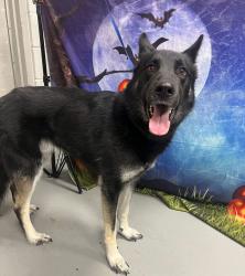 Found/Stray Unknown Dog last seen Located at Rockdale County Animal Service, 1506 Rockbridge Road, Conyers, GA 30012, Conyers, GA 30012