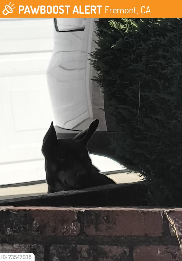 Found/Stray Unknown Dog last seen Bentley place weinerschnitzel, Fremont, CA 94555