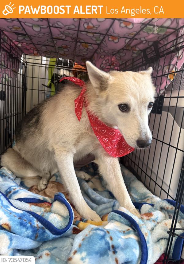Found/Stray Female Dog last seen angelino heights, Los Angeles, CA 90026