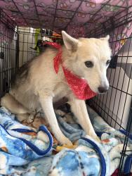 Found/Stray Male Dog last seen angelino heights, Los Angeles, CA 90026